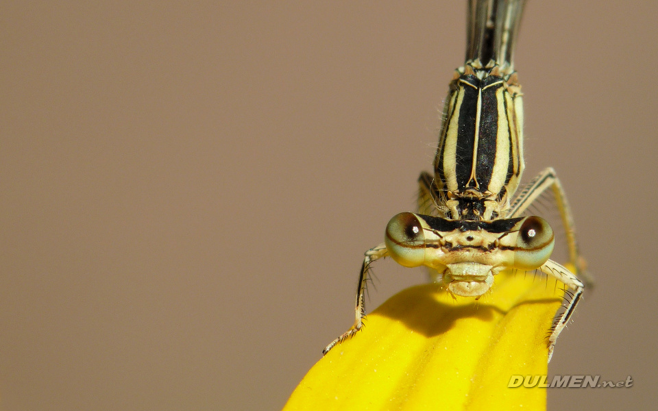 Blue Featherleg (Female, Platycnemis pennipes)